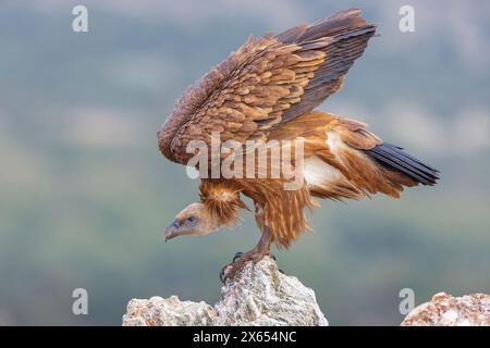 Gänsegeier, Allweltgeier, eurasien Griffon Vulture, Griffon Vulture, eurasien Griffon, (Gyps fulvu), Vautour fauve, Buitre Leonado Banque D'Images