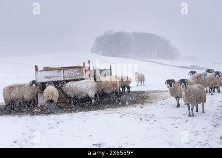 Les moutons se nourrissent pendant les conditions hivernales extrêmes près de Sedbusk et hawes dans le haut Wensleydale, en Angleterre Banque D'Images