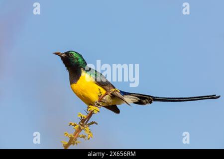 Erznektarvogel, Nile Valley Sunbird, Anthodiaeta metallica, Anthreptes metallicus (Hedydipna metallica), Männchen im Parchtkleid, Banque D'Images