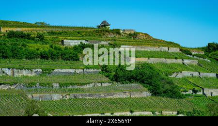 Vignobles près de Achkarren/Birkensohl, Kaiserstuhl. Breisgau, Bade-Württemberg, Allemagne, Europe Banque D'Images