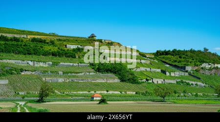 Vignobles près de Achkarren/Birkensohl, Kaiserstuhl. Breisgau, Bade-Württemberg, Allemagne, Europe Banque D'Images