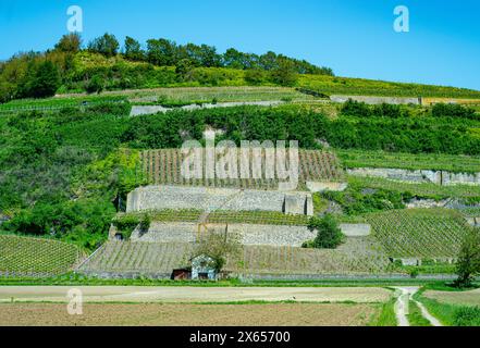 Vignobles près de Achkarren/Birkensohl, Kaiserstuhl. Breisgau, Bade-Württemberg, Allemagne, Europe Banque D'Images