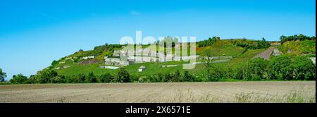 Vignobles près de Achkarren/Birkensohl, Kaiserstuhl. Breisgau, Bade-Württemberg, Allemagne, Europe Banque D'Images