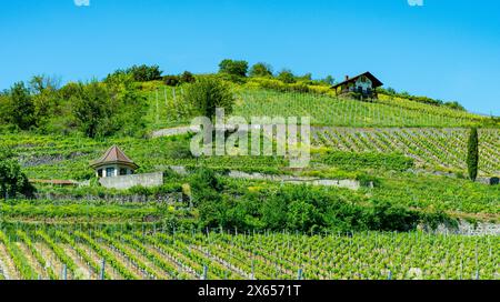 Vignobles près de Achkarren/Birkensohl, Kaiserstuhl. Breisgau, Bade-Württemberg, Allemagne, Europe Banque D'Images