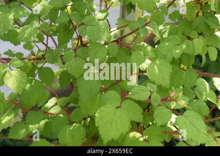 Wineberry japonais Banque D'Images