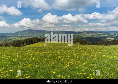 Vue sur une prairie de fleurs au paysage vallonné de la Forêt Noire, Breitnau, Bade-Wuerttemberg, Allemagne Banque D'Images