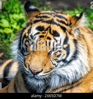 Portrait d'un tigre de Sumatra ou de Sunda, Panthera tigris sondaica , la plus petite sous-espèce de tigre et en danger critique d'extinction dans la nature. Banque D'Images