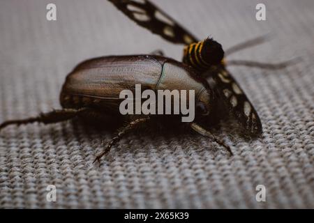 Dying Tiger Moth ou Amata huebneri sur un scarabée métallique brun sur un tissu brun. Banque D'Images