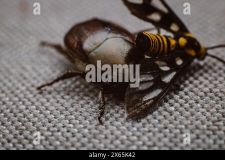 Dying Tiger Moth ou Amata huebneri sur un scarabée métallique brun sur un tissu brun. Banque D'Images