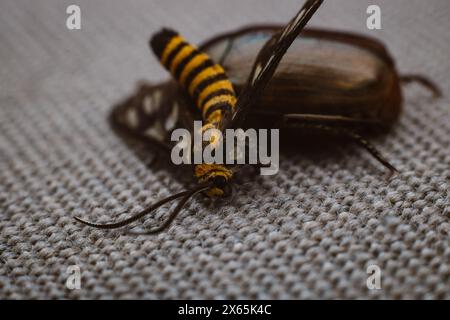 Dying Tiger Moth ou Amata huebneri sur un scarabée métallique brun sur un tissu brun. Banque D'Images