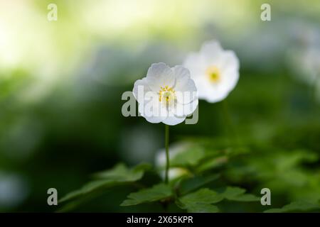 Anémone de bois (anémone nemorosa) par une journée ensoleillée. Fond blanc de fleurs sauvages. Parc de la vieille ville. Prairie de fleurs sauvages. Papier peint. Mise au point sélective. Banque D'Images