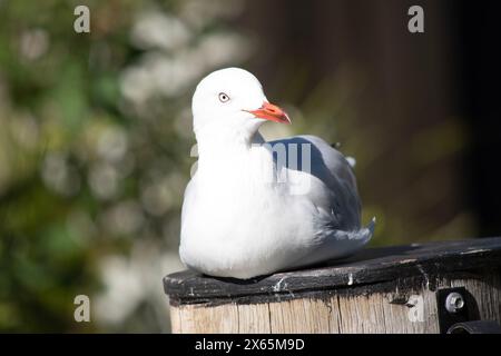 Les mouettes sont connues pour leurs plumes blanches et grises, leur bec fort et leurs pieds palmés. Banque D'Images