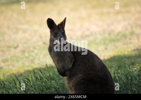 Le wallaby des marais est en fourrure brun foncé, souvent avec des taches rouillées plus légères sur le ventre, la poitrine et la base des oreilles. Banque D'Images