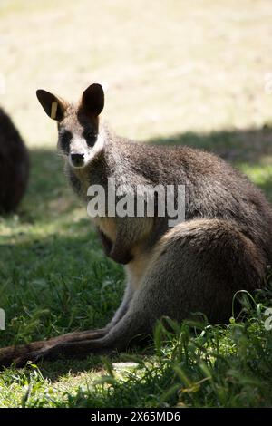 Le wallaby des marais est en fourrure brun foncé, souvent avec des taches rouillées plus légères sur le ventre, la poitrine et la base des oreilles. Banque D'Images