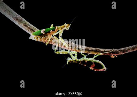 La Mantise de l'armée combattante sur la branche Banque D'Images