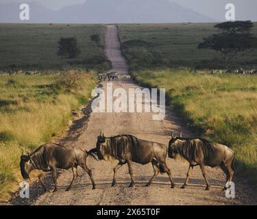 Le gnous et le zèbre traversent une petite piste de terre dans le grand e ouvert Banque D'Images