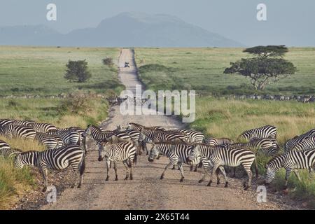 Le gnous et le zèbre traversent une petite piste de terre dans le grand e ouvert Banque D'Images