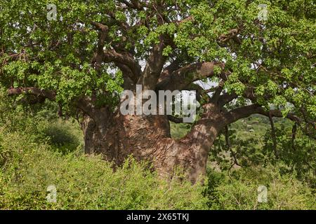 Un grand arbre dans les jungles de Tanzanie. Banque D'Images