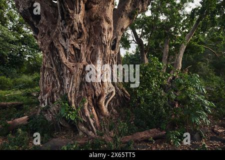 Un grand arbre dans les jungles de Tanzanie. Banque D'Images