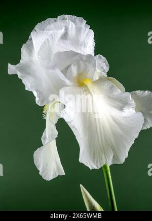 Immortalité de l'iris blanc fleuri sur un fond vert Banque D'Images