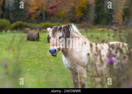 Palomino Horse repéré dans les pâturages du Cap-Breton, à l'automne Banque D'Images