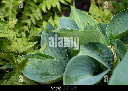 Hostas et fougères dans le jardin Banque D'Images