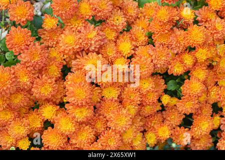 Frais lumineux orange florissant jardin coréen chrysanthèmes buissons Sarlat dans le jardin d'automne à l'extérieur en journée ensoleillée. Fond de fleur pour carte de voeux, wa Banque D'Images