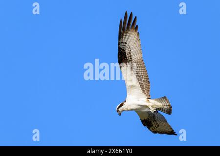 Osprey (Pandion haliaetus) en vol avec ciel bleu, lac Apopka, Floride, États-Unis. Banque D'Images