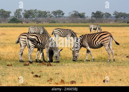 Zebra dans la savane dans le parc national de Savuti Botswana Banque D'Images