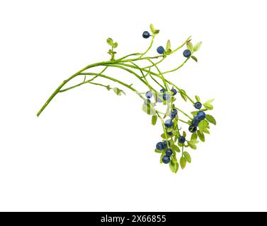 Myrtille isolée. Branche de myrtilles avec baie et feuille isolé sur blanc sur branche. Banque D'Images