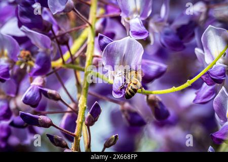 Abeille à miel cueillant le nectar d'une fleur de Wisteria. Banque D'Images