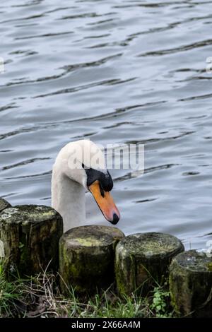 Un Cygnus olor muet sur un lac à Newquay en Cornouailles au Royaume-Uni. Banque D'Images