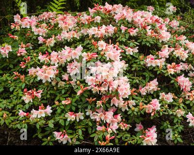 Fleurs printanières roses et blanches en forme de cloche de l'arbuste persistant robuste et compact Rhododendron 'Tree Creeper' Banque D'Images