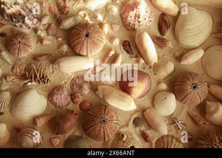 Collection de coquillages exposés sur du sable dans une petite table décorative faite à la main recouverte d'un morceau de verre. Banque D'Images