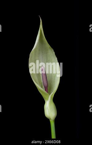 Seigneurs et dames (pinte de coucou) Arum maculatum. Banque D'Images