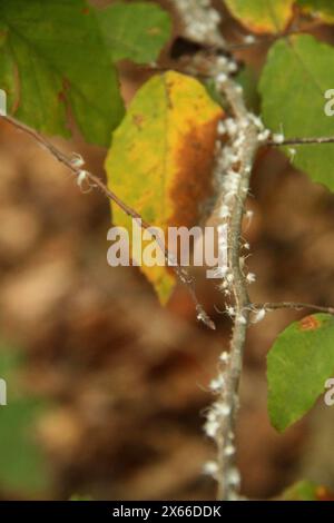 Des pucerons Wooly Alder sur une branche d'arbre en Virginie, aux États-Unis Banque D'Images