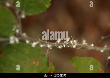 Des pucerons Wooly Alder sur une branche d'arbre en Virginie, aux États-Unis Banque D'Images