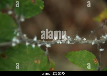 Des pucerons Wooly Alder sur une branche d'arbre en Virginie, aux États-Unis Banque D'Images