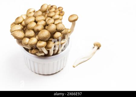 Champignons Broun Shimeji dans des bols en céramique. Vue de dessus. Fond blanc Banque D'Images