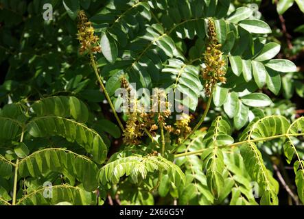 Tara, Spiny Holdback, Taya ou Algarroba Tanino, Tara spinosa, Fabaceae, Syn. Caesalpinia spinosa. Manuel Antonio, Costa Rica, Amérique centrale. Banque D'Images