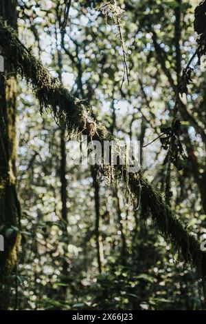 Branche d'arbre couverte de mousse ensoleillée dans une forêt dense Banque D'Images