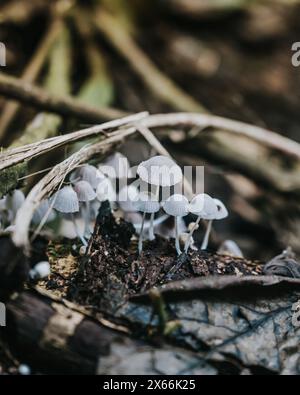 Champignons délicats qui prospèrent sur le sol forestier en Ouganda Banque D'Images