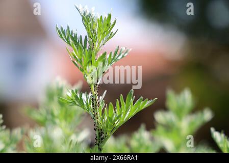 Garten 11.05.2024, Koelleda, Blattlaeuse am WERMUT Artemisia absinthium *** jardin 11 05 2024, Koelleda, puceron sur armoise Artemisia absinthium Banque D'Images