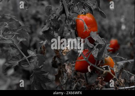 Tomate rouge sur fond noir et blanc Banque D'Images