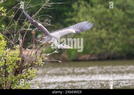 Brittens Pond, Worplesdon. 13 mai 2024. Temps nuageux à travers les Home Counties ce matin. Un héron gris (ardea cinerea) à Brittens Pond à Worpleson, près de Guildford, dans le Surrey. Crédit : james jagger/Alamy Live News Banque D'Images