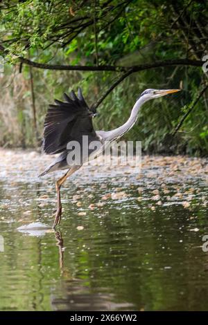 Brittens Pond, Worplesdon. 13 mai 2024. Temps nuageux à travers les Home Counties ce matin. Un héron gris (ardea cinerea) à Brittens Pond à Worpleson, près de Guildford, dans le Surrey. Crédit : james jagger/Alamy Live News Banque D'Images