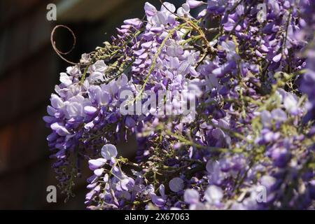 Wisteria japonaise en fleurs Banque D'Images