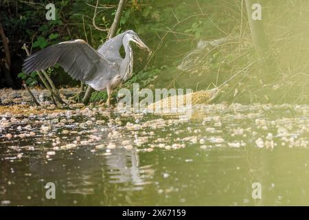 Brittens Pond, Worplesdon. 13 mai 2024. Temps nuageux à travers les Home Counties ce matin. Un héron gris (ardea cinerea) à Brittens Pond à Worpleson, près de Guildford, dans le Surrey. Crédit : james jagger/Alamy Live News Banque D'Images