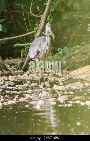 Brittens Pond, Worplesdon. 13 mai 2024. Temps nuageux à travers les Home Counties ce matin. Un héron gris (ardea cinerea) à Brittens Pond à Worpleson, près de Guildford, dans le Surrey. Crédit : james jagger/Alamy Live News Banque D'Images