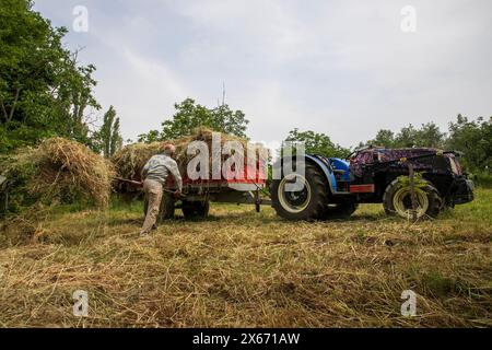 Un vieil agriculteur transporte du foin à un tracteur Banque D'Images